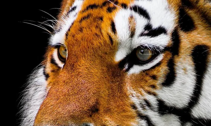 From Delhi: 7-Days Tiger Safari & Golden Triangle Tour