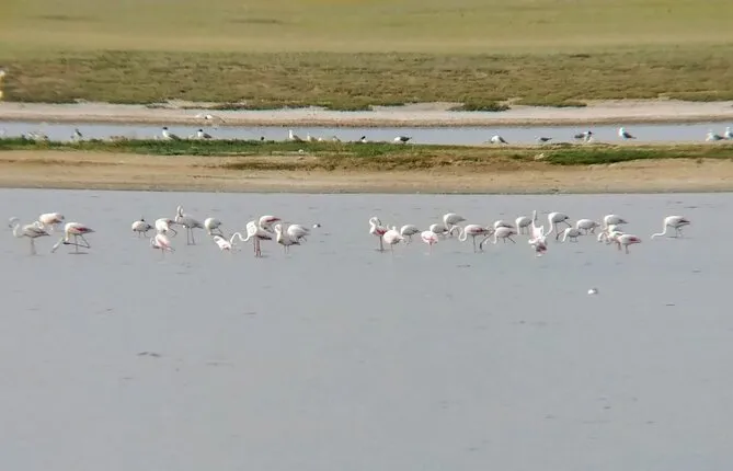 Wildlife of Korgalzhyn nature reserve