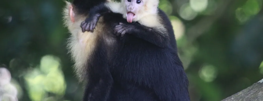 Mangrove Monkey Tour in Manuel Antonio with pick up included