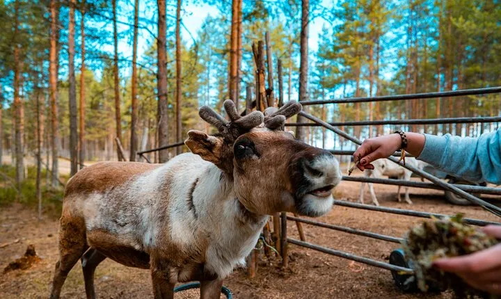 Highlights of Rovaniemi Day Tour - Summer