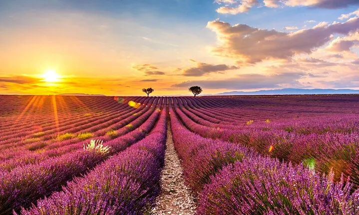 Visit the lavender fields, the Gorges du Verdon and Moustiers.