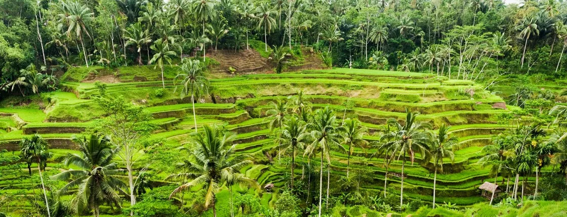Surface of Ubud private full-day tour