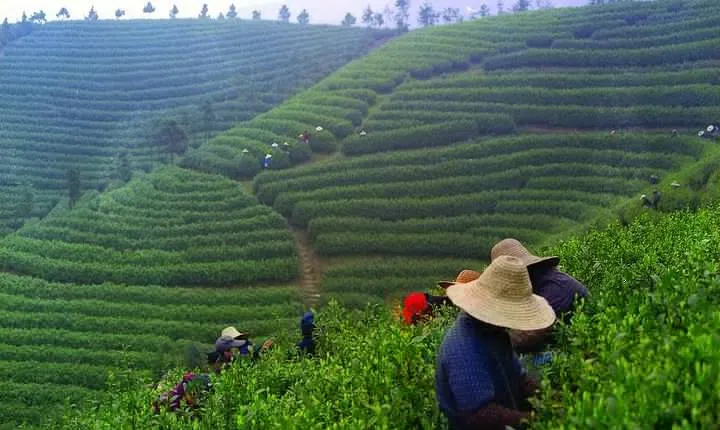 Experience Chengdu: Private Tea-Making Day Tour of Mengdingshan Tea Plantation