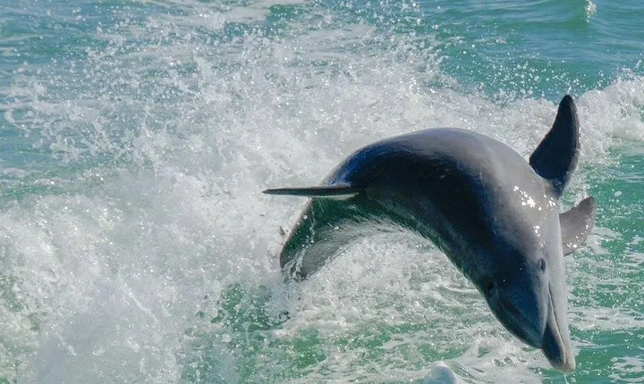 Egmont Key Snorkeling Dolphin Tour