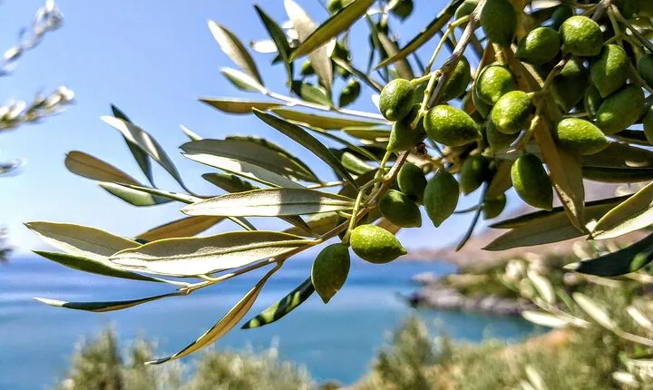 4 days of Culinary Exploration in Laconia, Peloponnese