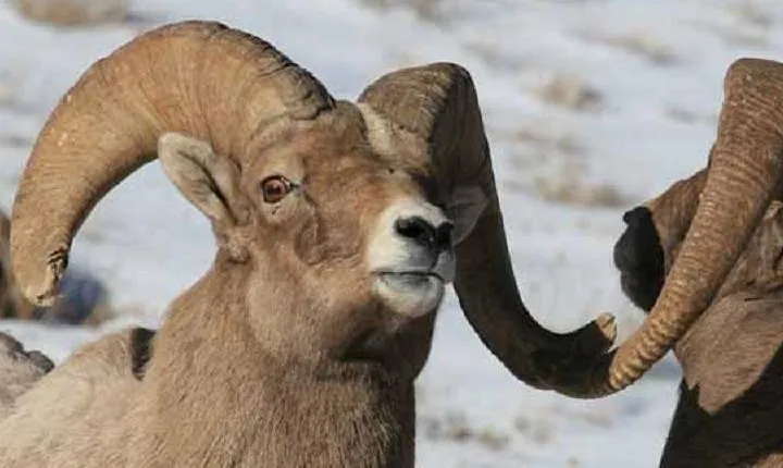 Jackson Hole & Grand Teton Park - Half-Day Wildlife Tour - Morning