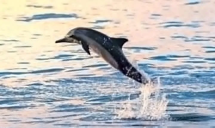 Experience Dolphin watching and snorkeling in Muscat