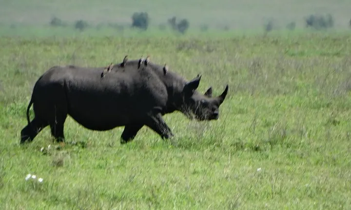 2 Days Safari to Tarangire NP & Ngorongoro Crater from Arusha