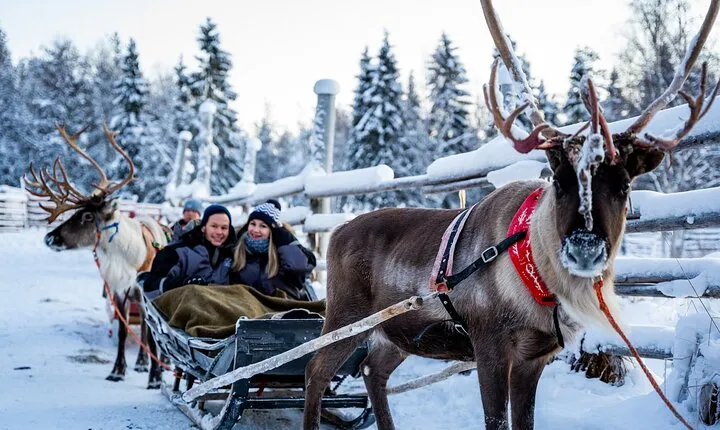Half-Day Experience in Local reindeer farm in Lapland