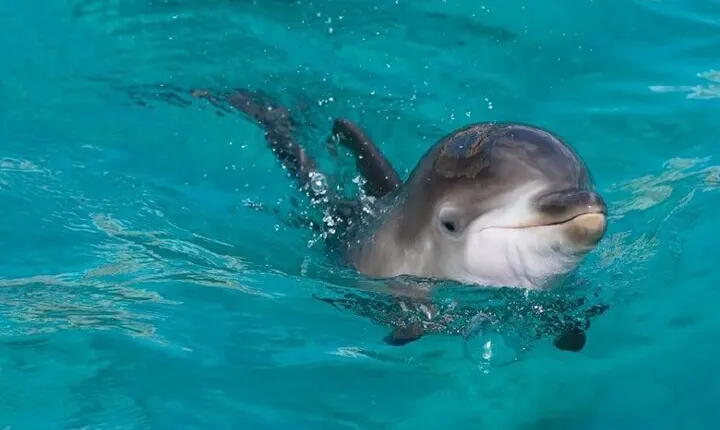 Dolphin House Snorkeling Sea Trip, Water Sport , Lunch - Hurghada