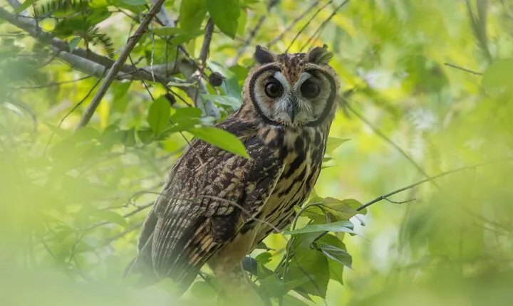 Birdwatching at Agrícola Camelias – A Sustainable Sanctuary