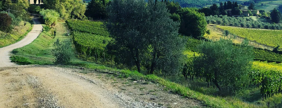 Small-group hike and wine tasting in Chianti with lunch