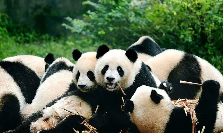Flexible Private Chengdu Layover Tour