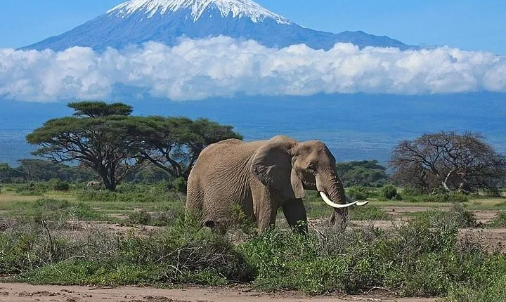 3 Days Group Joining Safari to Amboseli National Park