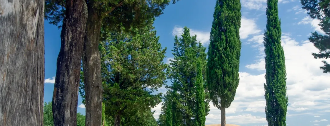 Tuscan Day Trip: Medieval Villages, Cooking Class & Wine Tasting