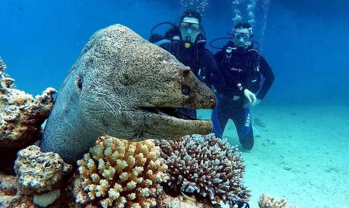 PADI Open Water Scuba Diving Course With Transfer - Marsa Alam