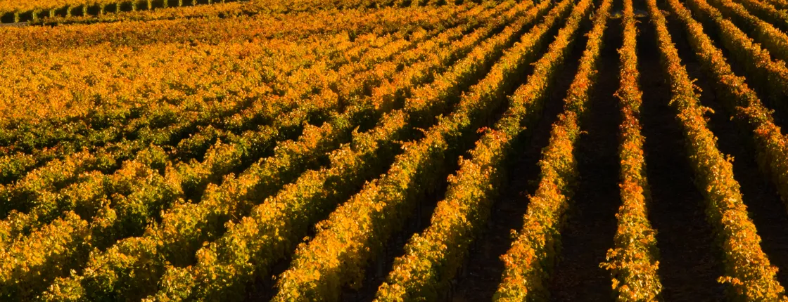 Half Day Wine Tour