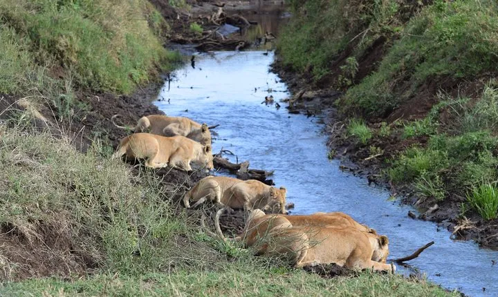 4 Days,3 Nights Group Joining Lodge Safari To Serengeti, Ngorongoro and Manyara