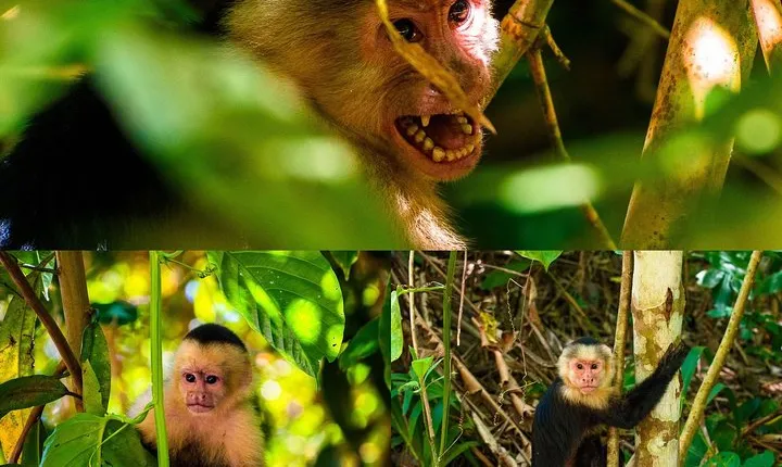 Monkey tour.