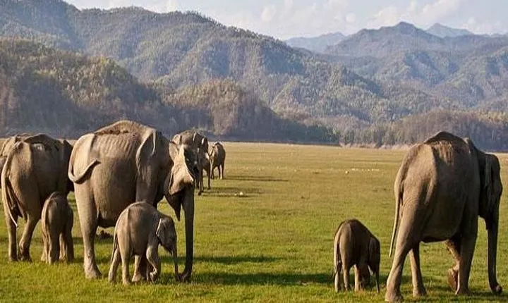 Private Transfer: Delhi to Corbett National Park with Brunch