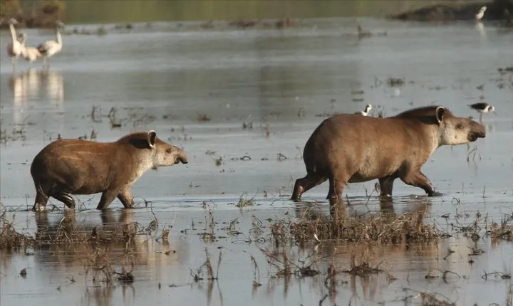Discovering wildlife of the Chaco