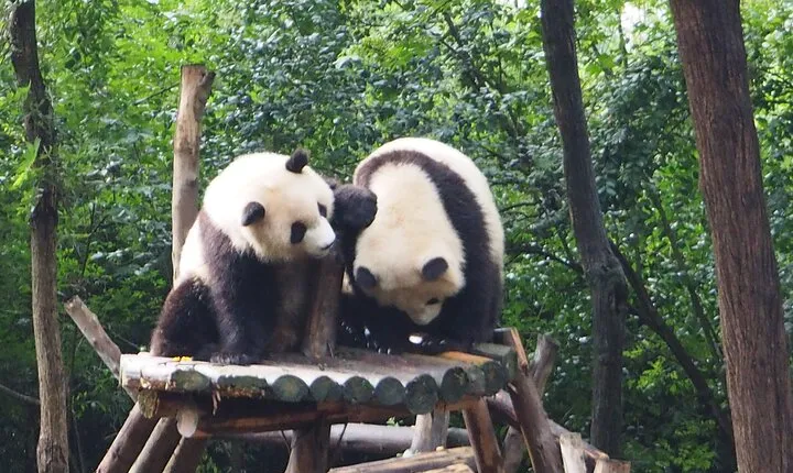 Chengdu Panda Breeding Base Ticket w/ Optional Transfer or Guide