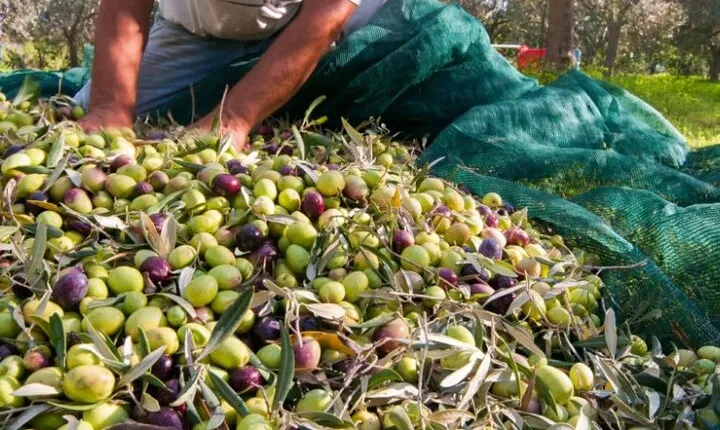 Be a Local: Private Tour from Olive Harvest to Culinary Delight