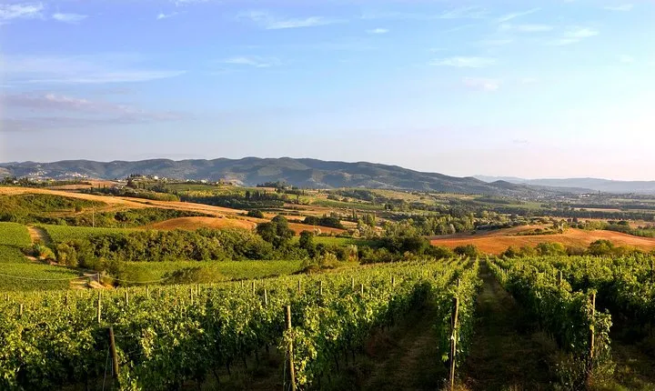 Olive Oil And Wine Museum Visit with lunch & Assisi guided tour