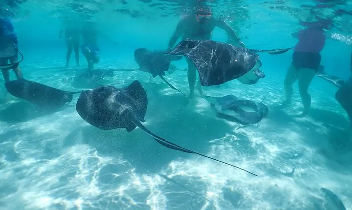 Stingray City, Snorkeling, & StarFish Adventure