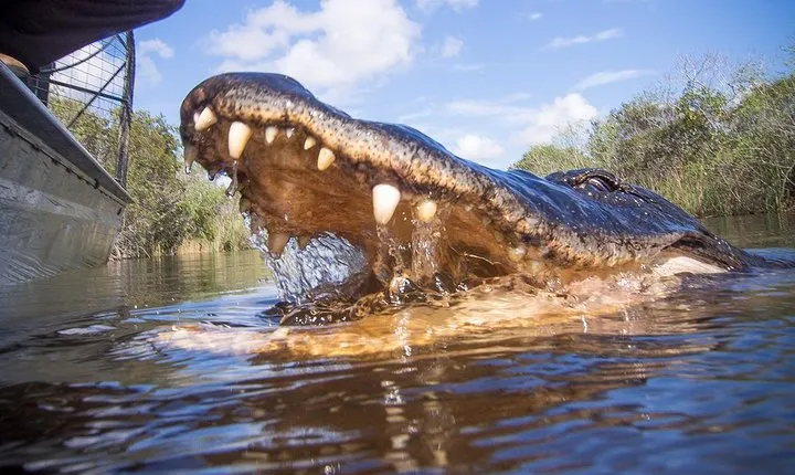 Private Everglades Airboat Tour with Pick up and Everglades Guide