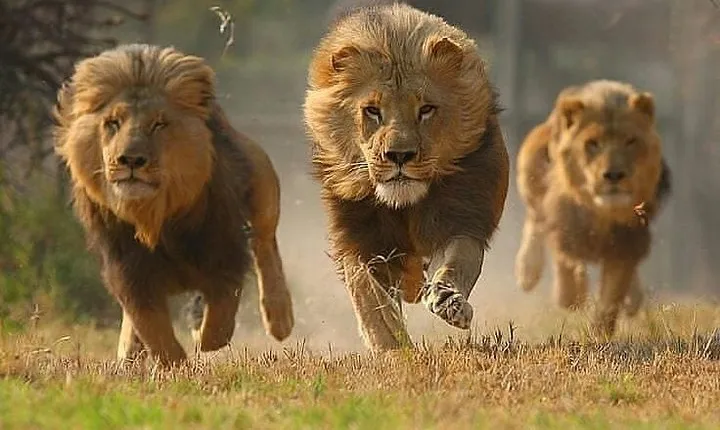 Private 3 Day Luxury Wildlife Migration Safari