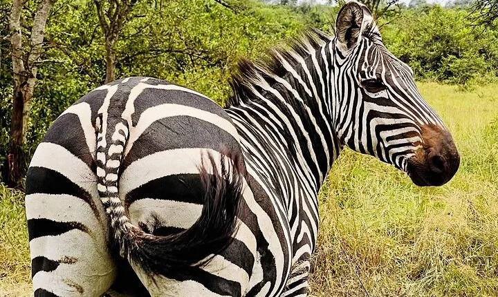 1 Day Lake Mburo National Park Safari