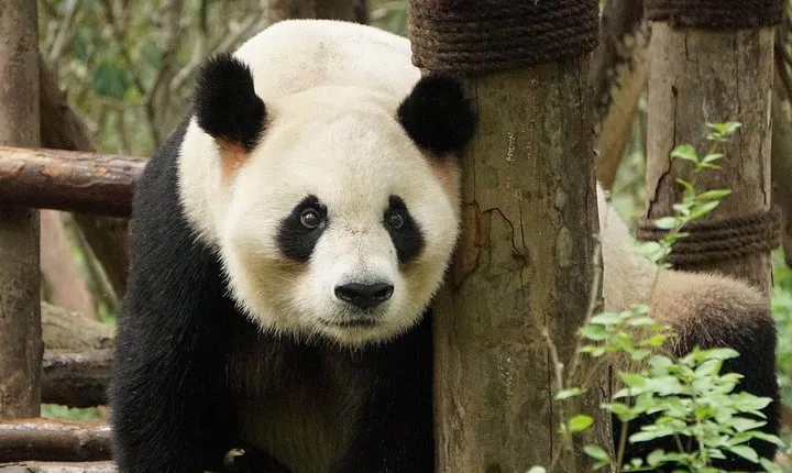 Private Full-Day Tour: Chengdu City Highlights