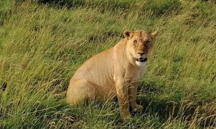 3 Days Masai Mara Safari Group Joining (Daily Departures)