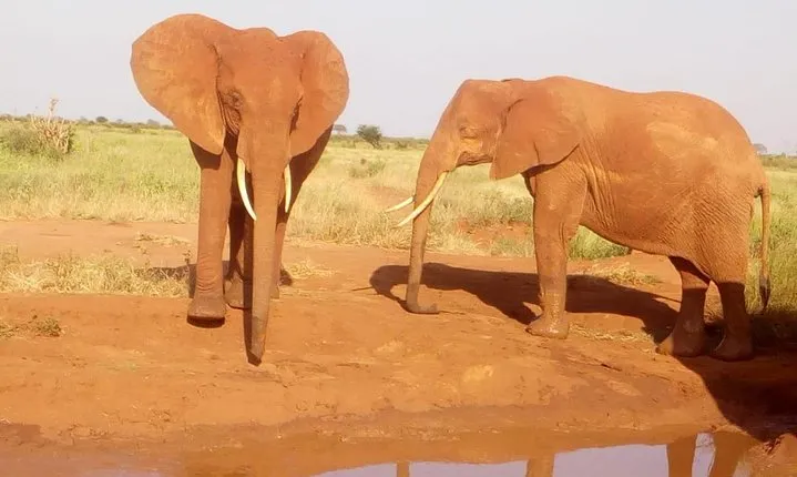 Safari-Tsavo east national park -2 days 1 night