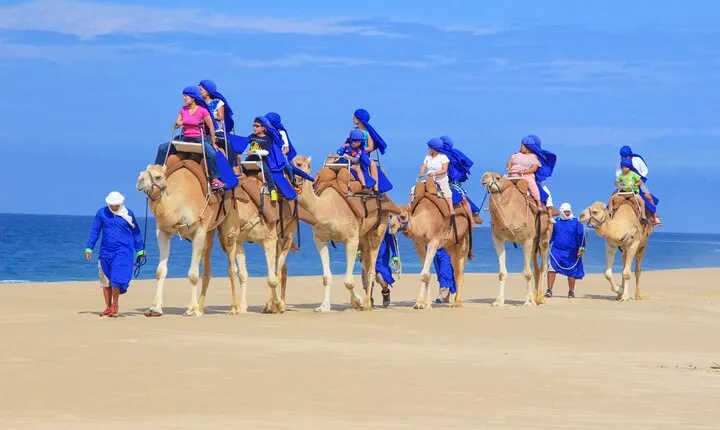 Half Day Guided Camel Safari in Cabo San Lucas