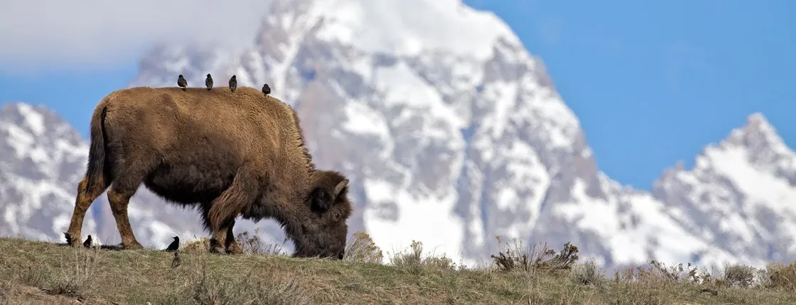 Winter and spring wildlife sunset safari from Jackson Hole