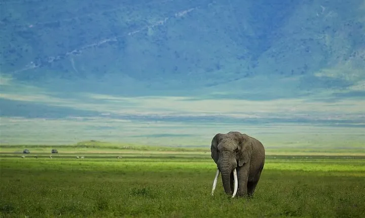 4-Day Wildlife Safari in Tanzania