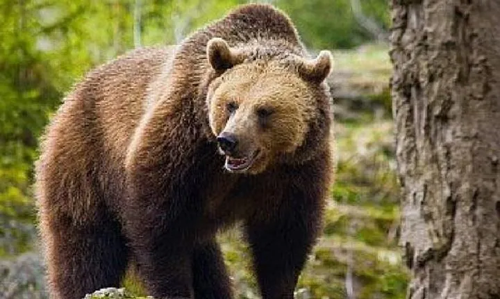 Bear Sanctuary Zarnesti,Bran Castle,Rasnov Fortres w/Hotel pickup