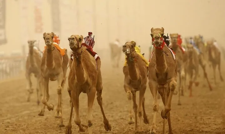 Doha, Qatar: Came Racing Track, Oryx & Sheikh Faisal Museum Tour.