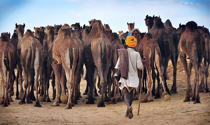 One Way Transfer From Jaipur To Jodhpur With Pushkar & Lunch (Optional)