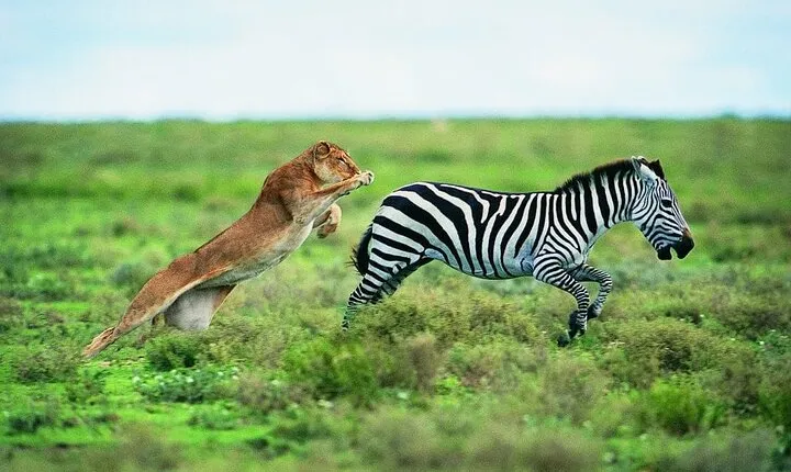 4 Days Mid Range Group Safari