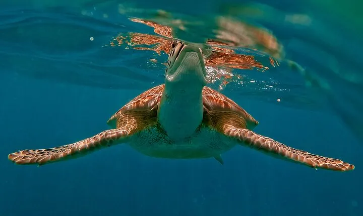 1.5 hours Snorkeling at Tulum's paradise reef