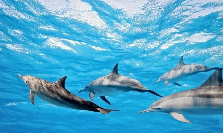 Swim with Dolphins & Snorkeling in Hurghada – Boat Trip & Lunch