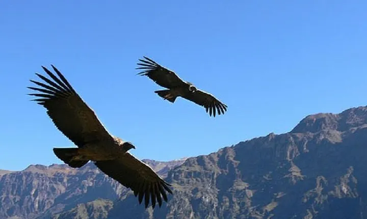 2 days 1 night Colca Canyon tour from Arequipa