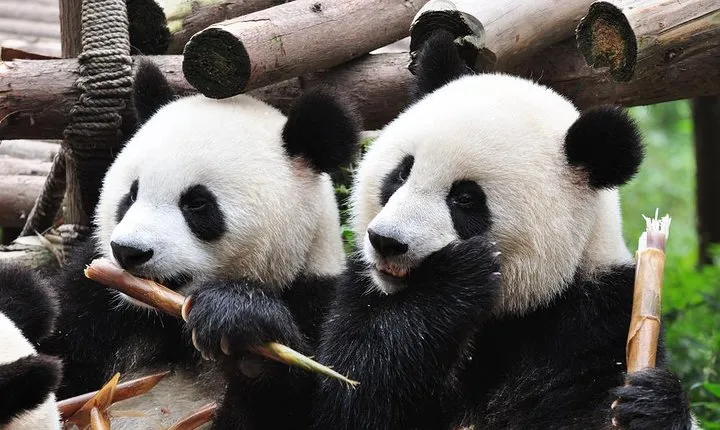 Chengdu Private Sightseeing Tour with Panda Breeding Center Visit