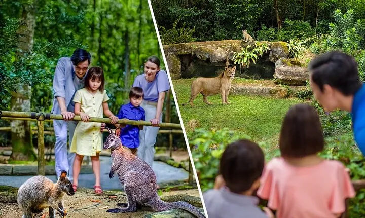 2-Park Combo Night Safari + Singapore Zoo Tickets