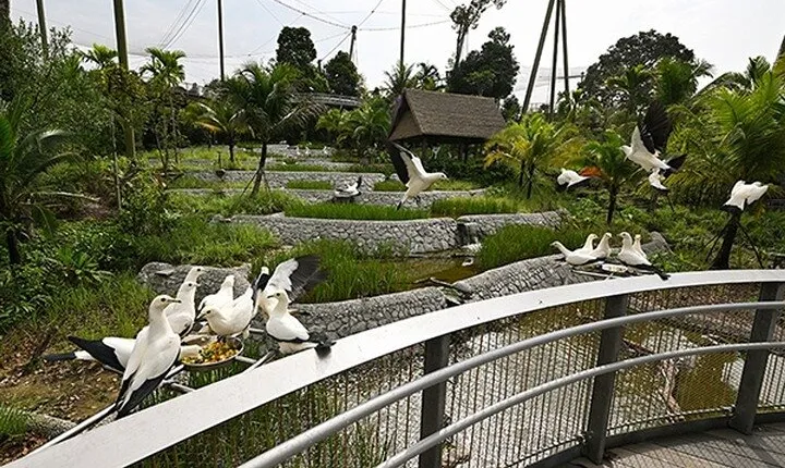 Singapore Mandai Bird Park Admission Ticket