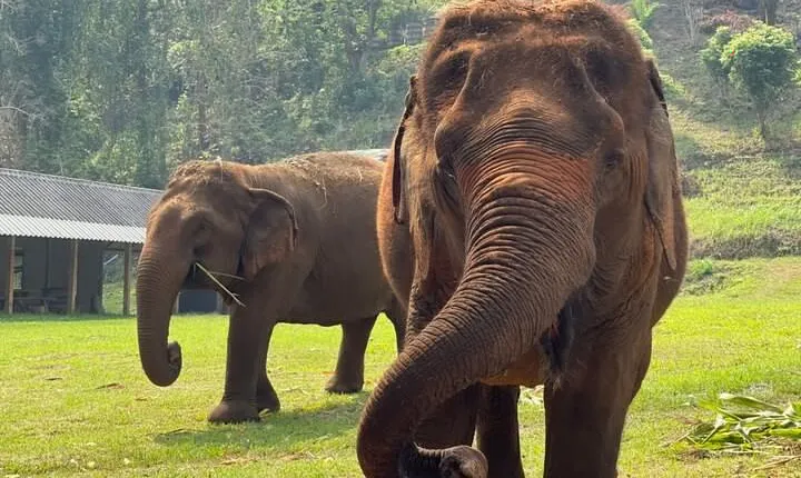 Half-Day Elephant Experience at Rantong