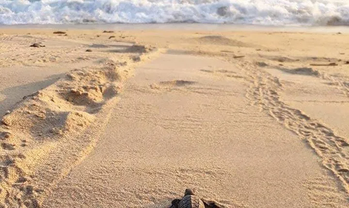 Private tour to release turtles with tickets included